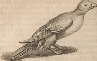 An illustration from Histoire de la Laponie : sa description... (1678)