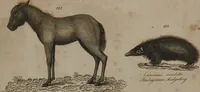 An illustration from A dictionary of arts and sciences (Volume 2) (1815)