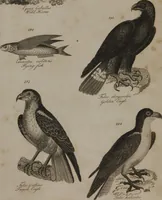 An illustration from A dictionary of arts and sciences (Volume 2) (1815)