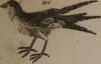 Picture 32 of 97 from A dictionary of arts and sciences (Volume 2) (1815), leaf 918