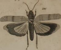 An illustration from A dictionary of arts and sciences (Volume 2) (1815)