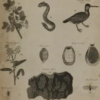 An illustration from A dictionary of arts and sciences (Volume 2) (1815)