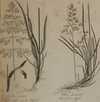 Picture 36 of 97 from A dictionary of arts and sciences (Volume 2) (1815), leaf 920