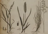 Picture 38 of 97 from A dictionary of arts and sciences (Volume 2) (1815), leaf 920