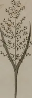 Picture 40 of 97 from A dictionary of arts and sciences (Volume 2) (1815), leaf 922