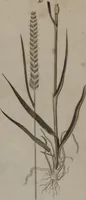 Picture 41 of 97 from A dictionary of arts and sciences (Volume 2) (1815), leaf 922