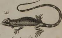 Picture 54 of 97 from A dictionary of arts and sciences (Volume 2) (1815), leaf 932