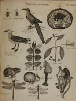 Picture 62 of 97 from A dictionary of arts and sciences (Volume 2) (1815), leaf 938