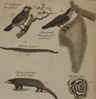 An illustration from A dictionary of arts and sciences (Volume 2) (1815)