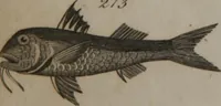 Picture 77 of 97 from A dictionary of arts and sciences (Volume 2) (1815), leaf 956