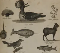 An illustration from A dictionary of arts and sciences (Volume 2) (1815)
