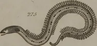 Picture 80 of 97 from A dictionary of arts and sciences (Volume 2) (1815), leaf 956