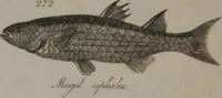Picture 81 of 97 from A dictionary of arts and sciences (Volume 2) (1815), leaf 956