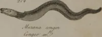 Picture 82 of 97 from A dictionary of arts and sciences (Volume 2) (1815), leaf 956