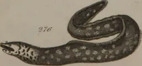 Picture 83 of 97 from A dictionary of arts and sciences (Volume 2) (1815), leaf 956