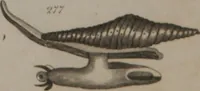 An illustration from A dictionary of arts and sciences (Volume 2) (1815)