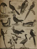 An illustration from A dictionary of arts and sciences (Volume 3) (1815)