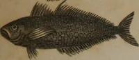 Picture 11 of 97 from A dictionary of arts and sciences (Volume 3) (1815), leaf 928