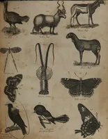 An illustration from A dictionary of arts and sciences (Volume 3) (1815)
