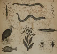 An illustration from A dictionary of arts and sciences (Volume 3) (1815)