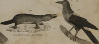 Picture 22 of 97 from A dictionary of arts and sciences (Volume 3) (1815), leaf 936