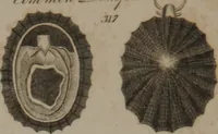 Picture 26 of 97 from A dictionary of arts and sciences (Volume 3) (1815), leaf 942