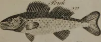 An illustration from A dictionary of arts and sciences (Volume 3) (1815)