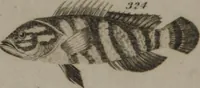 Picture 29 of 97 from A dictionary of arts and sciences (Volume 3) (1815), leaf 942