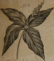 Picture 50 of 97 from A dictionary of arts and sciences (Volume 3) (1815), leaf 962