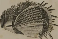 An illustration from A dictionary of arts and sciences (Volume 3) (1815)