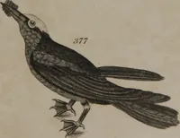 An illustration from A dictionary of arts and sciences (Volume 3) (1815)