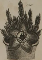 Picture 59 of 97 from A dictionary of arts and sciences (Volume 3) (1815), leaf 962
