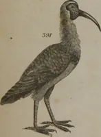 An illustration from A dictionary of arts and sciences (Volume 3) (1815)