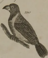 Picture 78 of 97 from A dictionary of arts and sciences (Volume 3) (1815), leaf 990