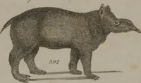 An illustration from A dictionary of arts and sciences (Volume 3) (1815)