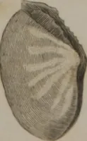 Picture 80 of 97 from A dictionary of arts and sciences (Volume 3) (1815), leaf 990
