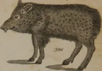 Picture 81 of 97 from A dictionary of arts and sciences (Volume 3) (1815), leaf 990