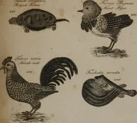 Picture 83 of 97 from A dictionary of arts and sciences (Volume 3) (1815), leaf 992