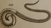 Picture 84 of 97 from A dictionary of arts and sciences (Volume 3) (1815), leaf 992