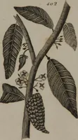 Picture 85 of 97 from A dictionary of arts and sciences (Volume 3) (1815), leaf 992
