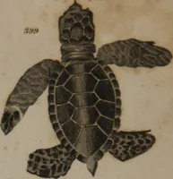 Picture 86 of 97 from A dictionary of arts and sciences (Volume 3) (1815), leaf 992