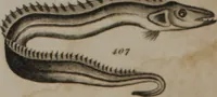 Picture 89 of 97 from A dictionary of arts and sciences (Volume 3) (1815), leaf 992