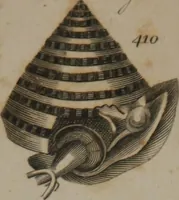 Picture 90 of 97 from A dictionary of arts and sciences (Volume 3) (1815), leaf 994