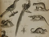 An illustration from A dictionary of arts and sciences (Volume 3) (1815)