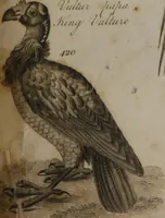 Picture 93 of 97 from A dictionary of arts and sciences (Volume 3) (1815), leaf 994