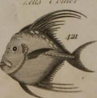 Picture 94 of 97 from A dictionary of arts and sciences (Volume 3) (1815), leaf 994