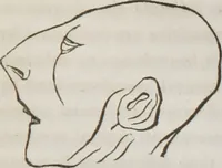 An illustration from Lectures on phrenology : including its application to the present and prospective condition of the United States (1839)