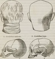 An illustration from Lectures on phrenology : including its application to the present and prospective condition of the United States (1839)