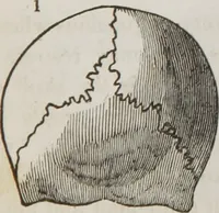 An illustration from Lectures on phrenology : including its application to the present and prospective condition of the United States (1839)