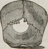 An illustration from Lectures on phrenology : including its application to the present and prospective condition of the United States (1839)